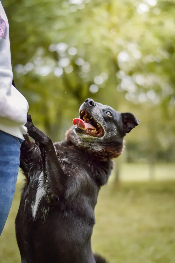Pies do adopcji, Radom, 18 września 2025 (1/5)