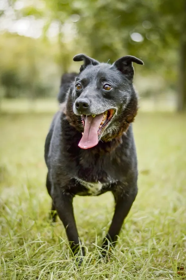 Pies do adopcji, Radom, 18 września 2025 (5/5)