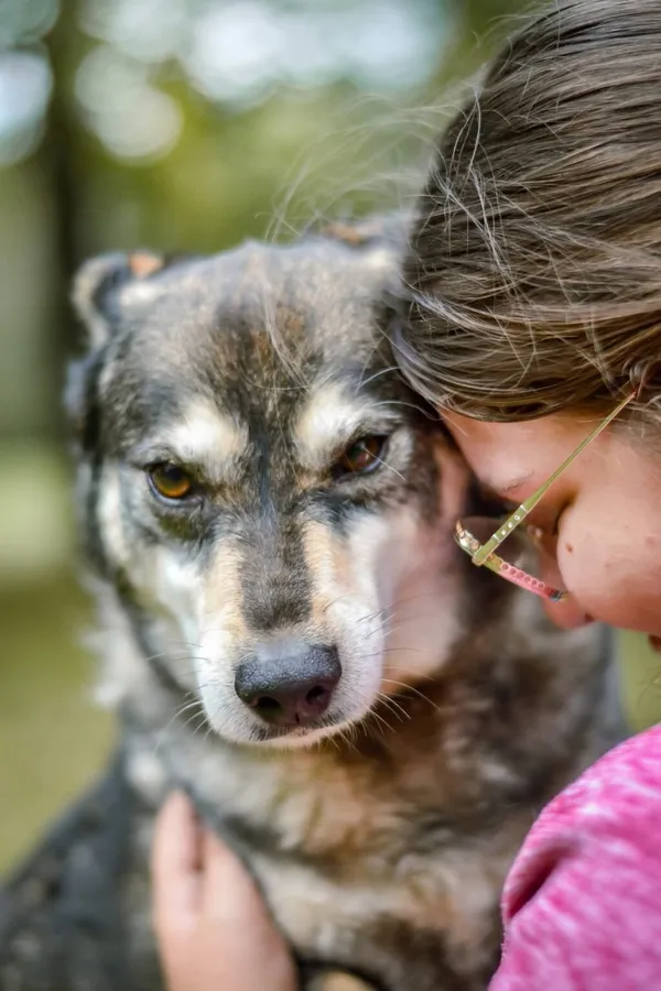 Pies do adopcji, Radom, 18 września 2025 (2/5)