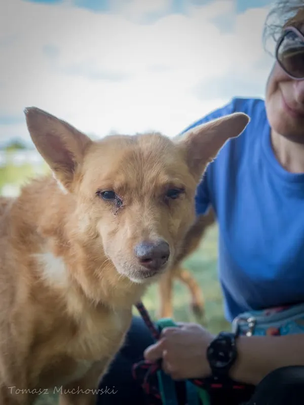 Pies do adopcji, Radom, 10 września 2025 (1/5)