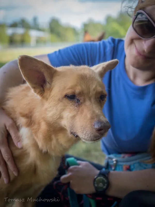 Pies do adopcji, Radom, 10 września 2025 (5/5)
