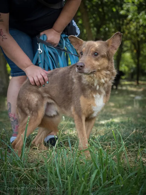 Pies do adopcji, Radom, 10 września 2025 (3/5)