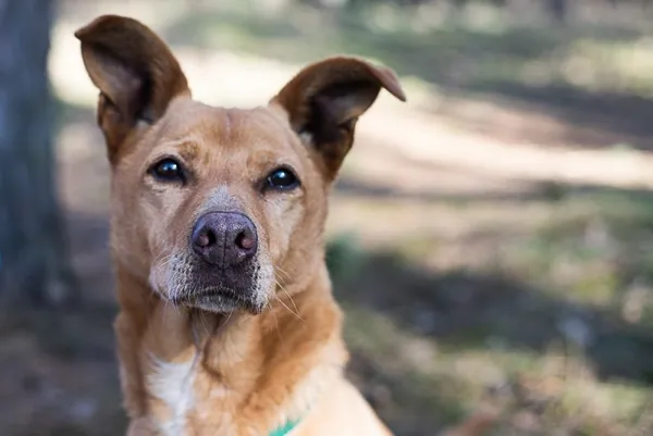 Pies do adopcji, Piła, 13 kwietnia 2019 (1/5)