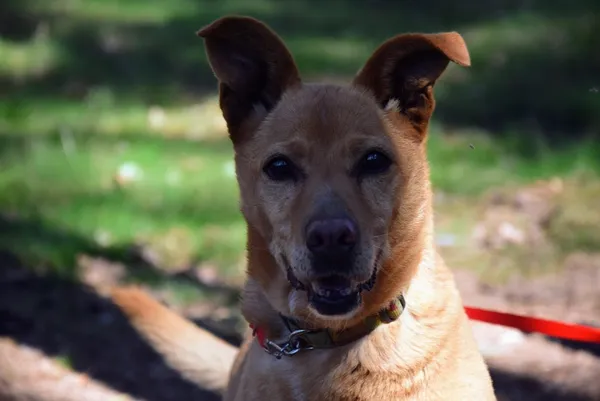 Pies do adopcji, Piła, 13 kwietnia 2019 (4/5)