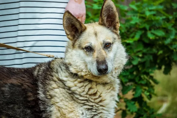 Pies do adopcji, Piła, 12 kwietnia 2019 (3/5)