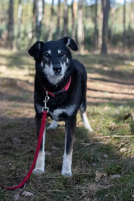Pies do adopcji, Piła, 13 kwietnia 2019 (5/5)