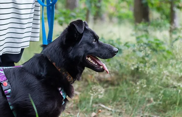 Pies do adopcji, Piła, 7 czerwca 2019 (5/5)