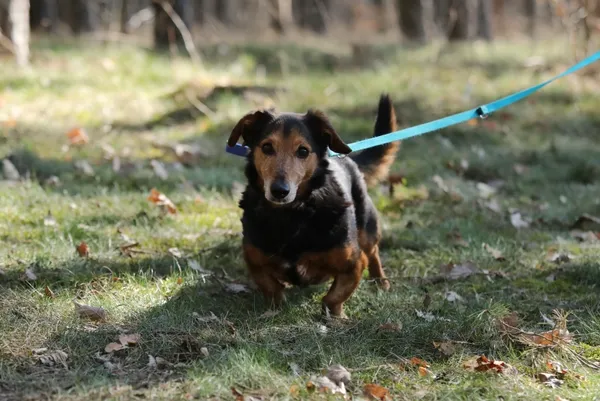 Pies do adopcji, Piła, 8 lutego 2017 (3/5)