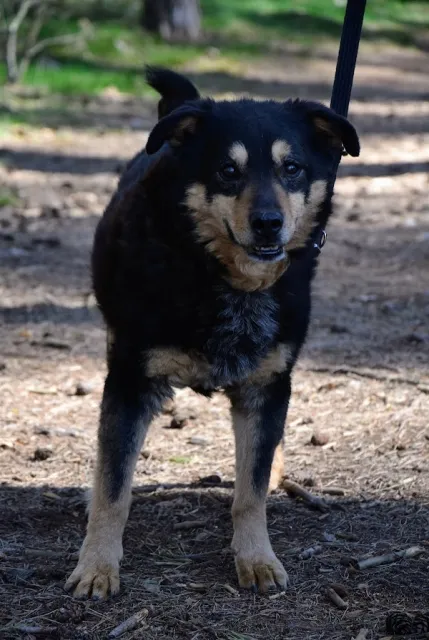 Pies do adopcji, Piła, 18 marca 2014 (2/5)