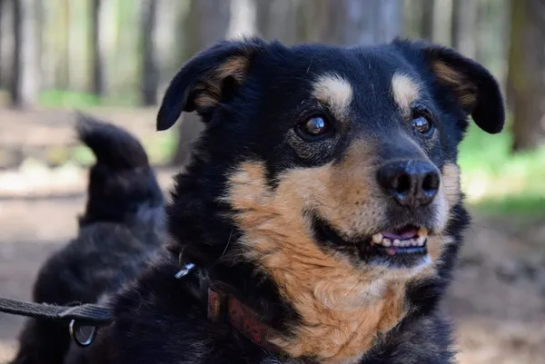 Pies do adopcji, Piła, 18 marca 2014 (3/5)