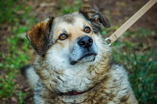 Pies do adopcji, Piła, 22 lipca 2015 (1/5)