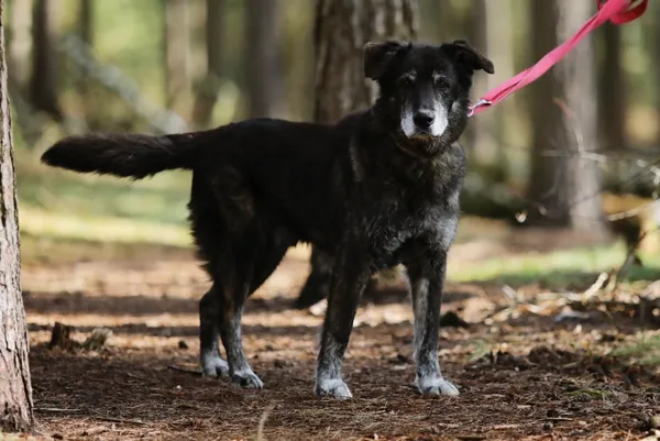 Pies do adopcji, Piła, 21 lutego 2019 (1/5)