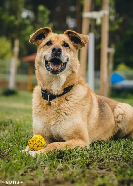 Pies do adopcji, Piła, 14 sierpnia 2014 (1/5)