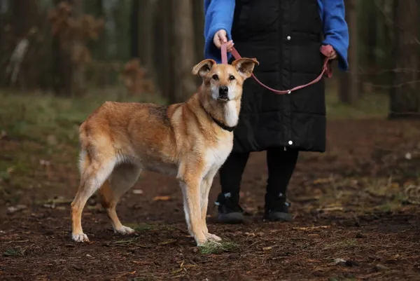 Pies do adopcji, Piła, 14 sierpnia 2014 (2/5)