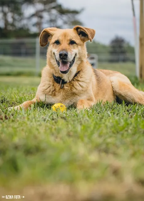 Pies do adopcji, Piła, 14 sierpnia 2014 (3/5)