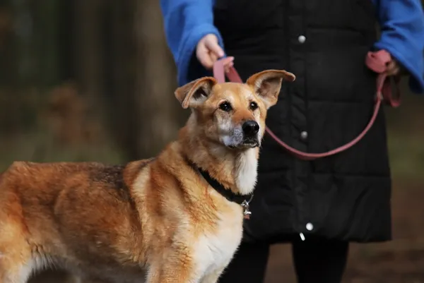 Pies do adopcji, Piła, 14 sierpnia 2014 (4/5)