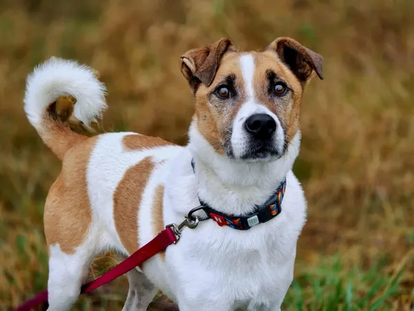 Pies do adopcji, Piła, 13 stycznia 2021 (2/5)