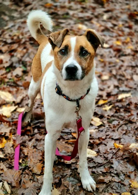 Pies do adopcji, Piła, 13 stycznia 2021 (3/5)