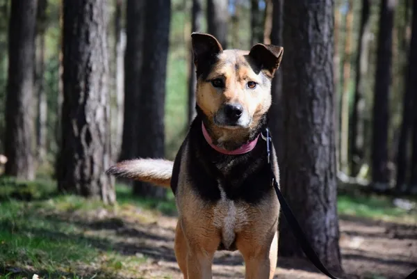 Pies do adopcji, Piła, 1 listopada 2018 (2/5)