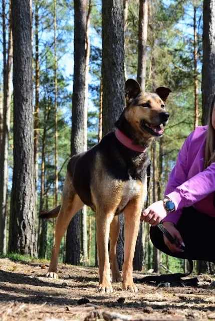 Pies do adopcji, Piła, 1 listopada 2018 (3/5)