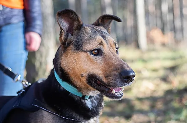 Pies do adopcji, Piła, 1 listopada 2018 (5/5)