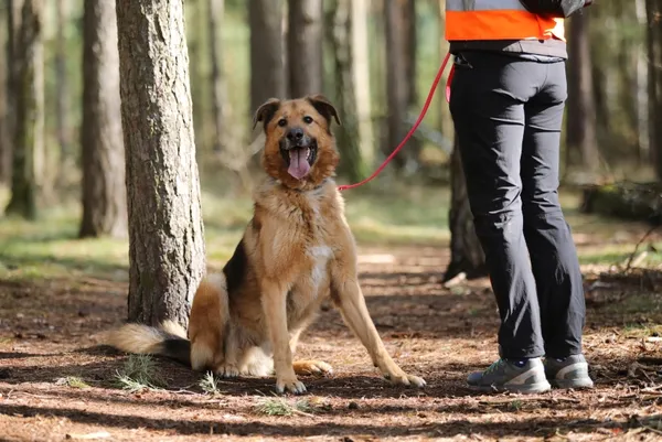 Pies do adopcji, Piła, 16 marca 2021 (1/5)