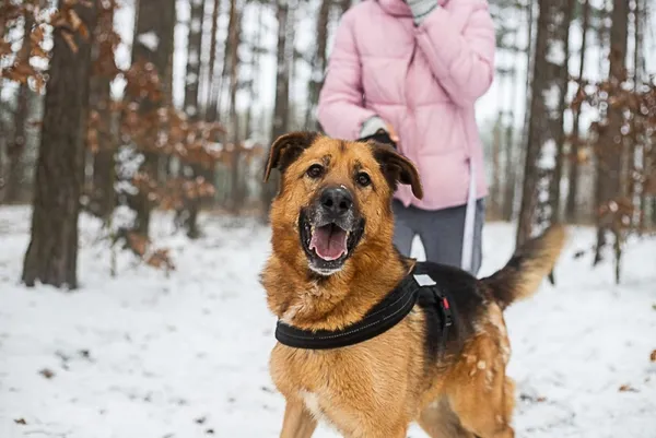 Pies do adopcji, Piła, 16 marca 2021 (3/5)