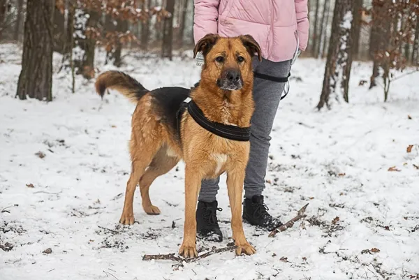 Pies do adopcji, Piła, 16 marca 2021 (5/5)