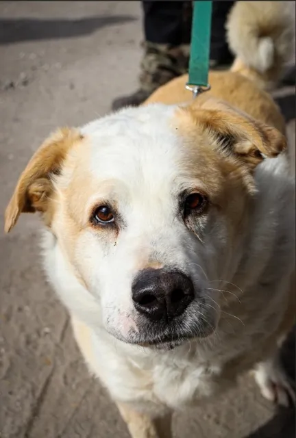 Pies do adopcji, Piła, 23 stycznia 2021 (3/5)