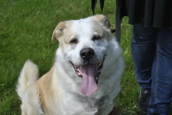 Pies do adopcji, Piła, 23 stycznia 2021 (4/5)