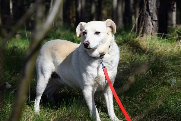 Pies do adopcji, Piła, 19 lutego 2019 (2/5)