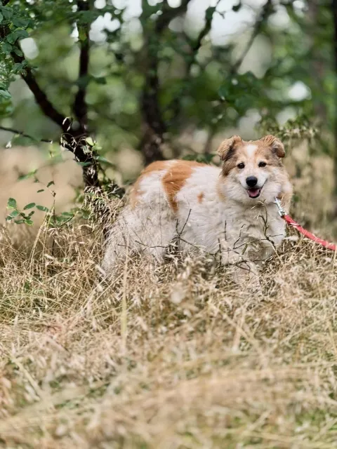 Pies do adopcji, Piła, 14 października 2017 (3/5)