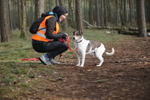 Pies do adopcji, Piła, 7 listopada 2012 (5/5)