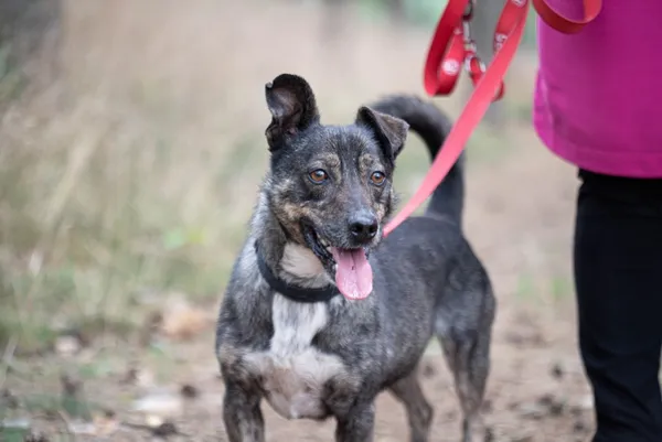 Pies do adopcji, Piła, 30 marca 2018 (2/5)