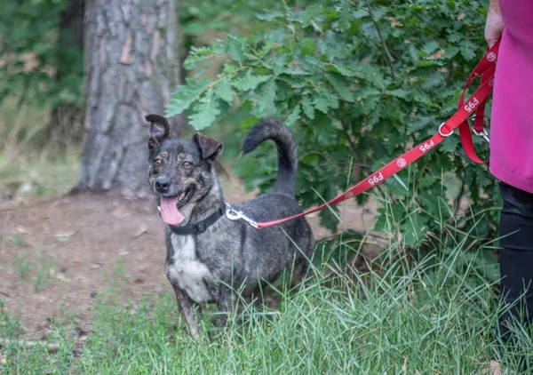 Pies do adopcji, Piła, 30 marca 2018 (3/5)