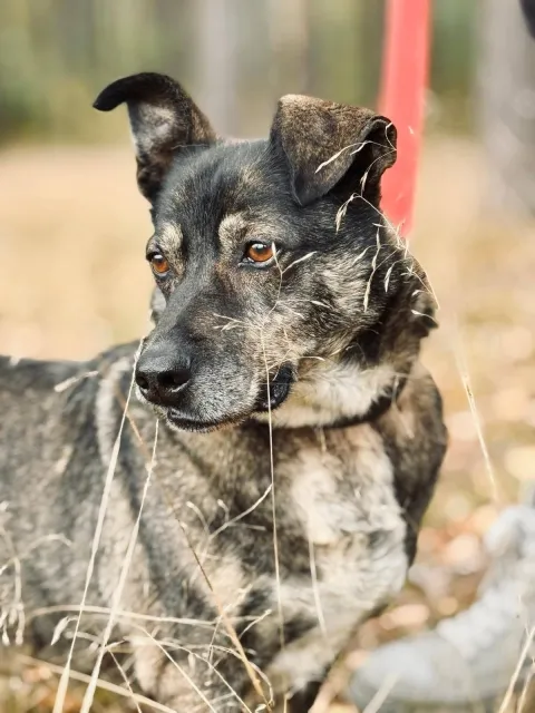 Pies do adopcji, Piła, 30 marca 2018 (3/5)