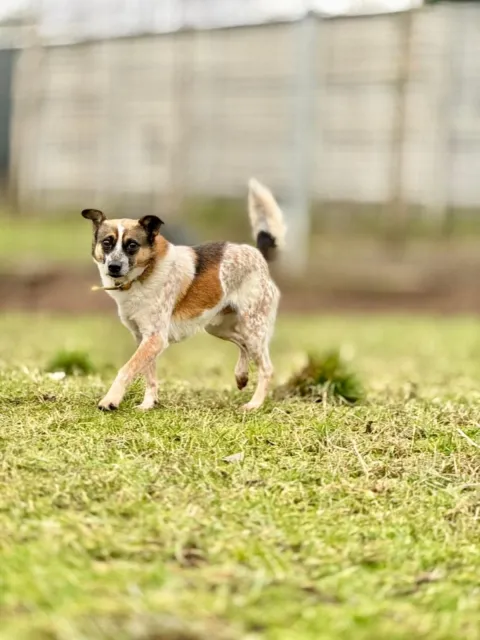 Pies do adopcji, Piła, 9 listopada 2021 (1/4)