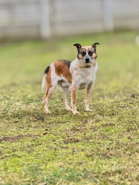 Pies do adopcji, Piła, 9 listopada 2021 (2/4)