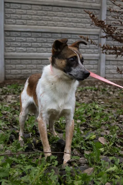 Pies do adopcji, Piła, 9 listopada 2021 (4/4)