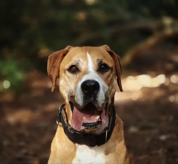 Pies do adopcji, Piła, 28 maja 2019 (2/5)