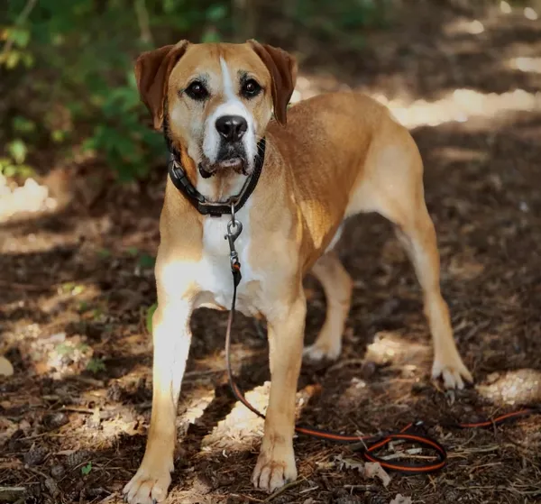 Pies do adopcji, Piła, 28 maja 2019 (3/5)