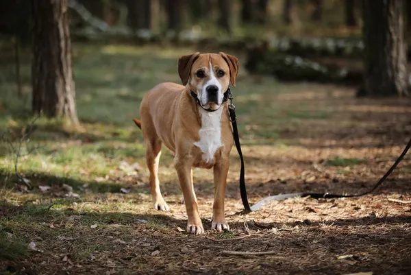 Pies do adopcji, Piła, 28 maja 2019 (4/5)