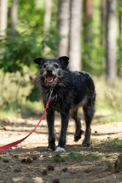 Pies do adopcji, Piła, 9 listopada 2021 (1/5)