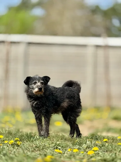 Pies do adopcji, Piła, 9 listopada 2021 (2/5)