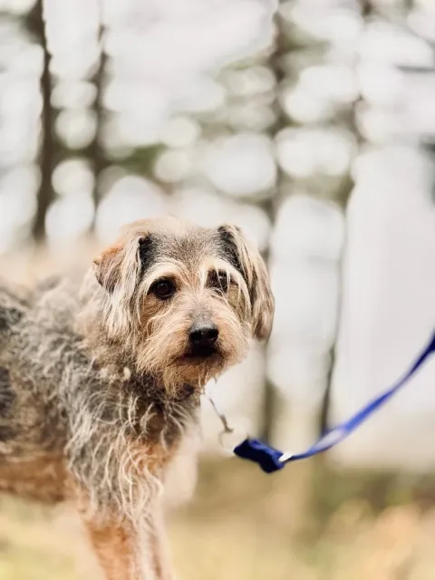 Pies do adopcji, Piła, 9 października 2015 (4/5)