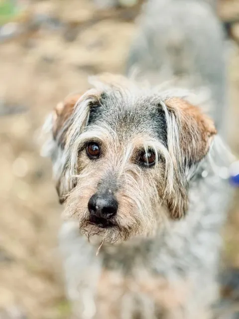 Pies do adopcji, Piła, 9 października 2015 (5/5)