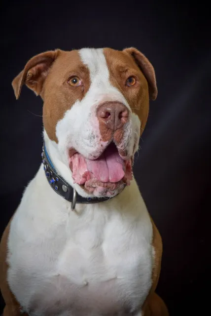 Pies do adopcji, Piła, 14 czerwca 2020 (1/5)