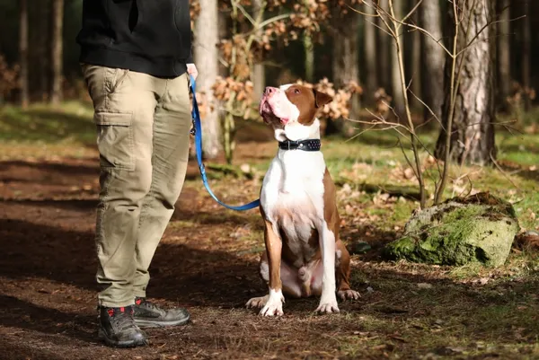 Pies do adopcji, Piła, 14 czerwca 2020 (3/5)