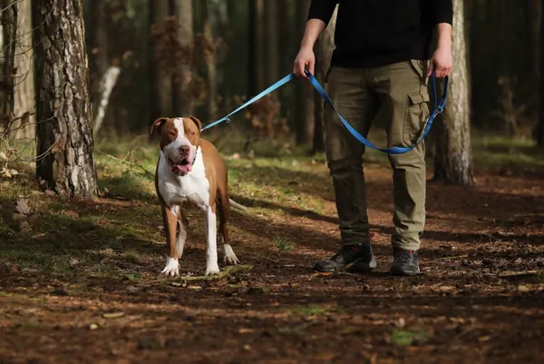 Pies do adopcji, Piła, 14 czerwca 2020 (4/5)