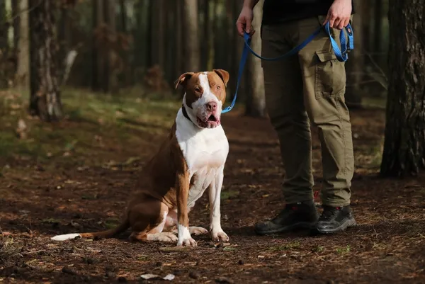 Pies do adopcji, Piła, 14 czerwca 2020 (5/5)